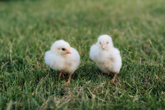 Close up of chicks on grass
