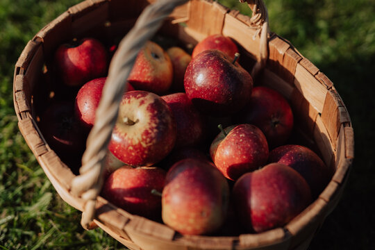 Close up of apples in basket