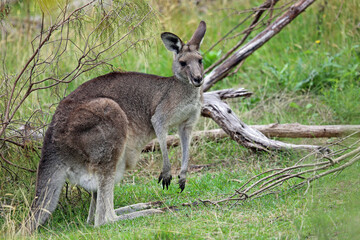 Naklejka na ściany i meble Wild Kangaroo - Churchill National Park, Victoria, Australia