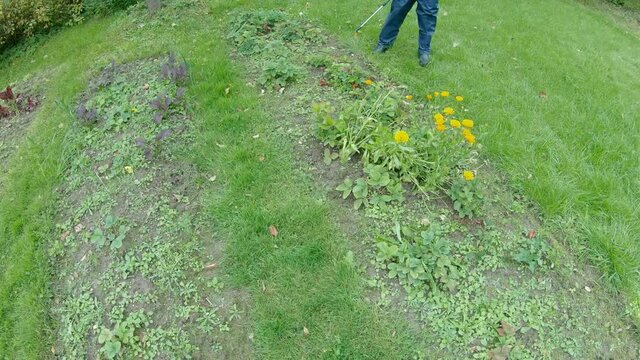 Man in a protective suit treats strawberries with pesticides and weed control toxins