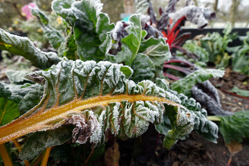 Raureif auf Mangold (Beta vulgaris) mit farbigen Stielen