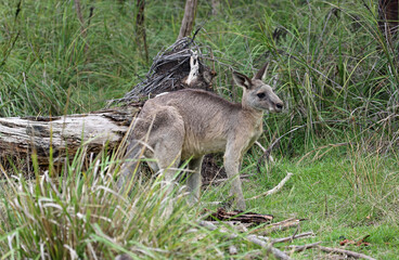 Kangaroo in profile - Churchill National Park, Victoria, Australia
