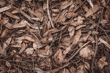 autumn land is covered with fallen leaves