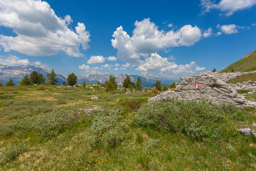 Lonely trees and boulder with a trail marker with summer panorama of Sella Massif and Puez Odle...