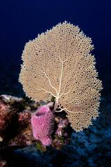 Sponge and Sea Fan