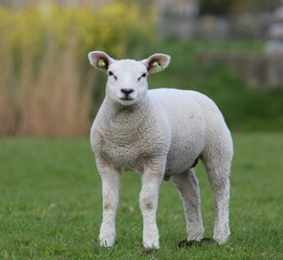 Obraz premium Lamb in field