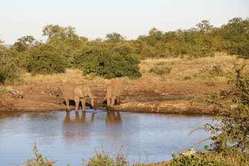 Obraz premium Afrikanischer Elefant / African elephant / Loxodonta africana