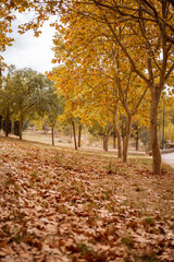 autumn land covered with leaves. walk in the fresh air in the autumn park. trail in the park. morning walk.