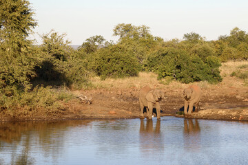 Obraz premium Afrikanischer Elefant / African elephant / Loxodonta africana