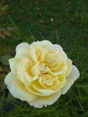 Flores