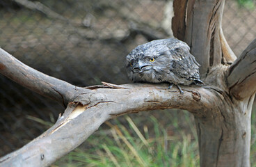 Tawny frogmouth on the branch , Australia