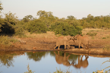 Obraz premium Afrikanischer Elefant / African elephant / Loxodonta africana.