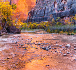 Sunlit Reflection From The Canyon Walls on The Virgin River In The Narrows, Zion National Park, Utah, USA