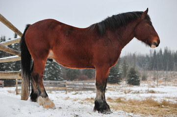 Obraz premium Chestnut colored Clydesdale horse rest against wooden fence in pasture