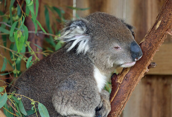 Sleeping Koala - Phillip Island, Victoria, Australia