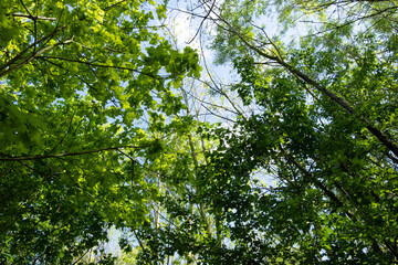 Young leaves in the shade