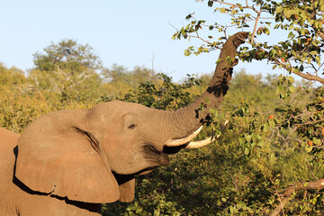 Afrikanischer Elefant / African elephant / Loxodonta africana