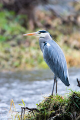 Großer Graureiher am Fluss 