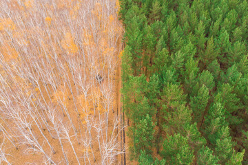 Empty autumn road with bright mixed forest; drone view from above of evergreen pine trees and golden birches; forest pattern with road lines and trees shadows