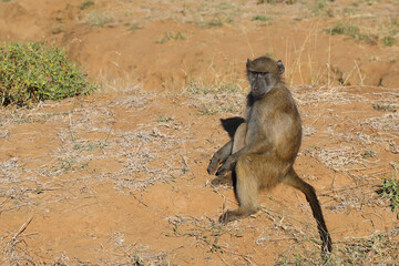 Bärenpavian / Chacma baboon / Papio ursinus.