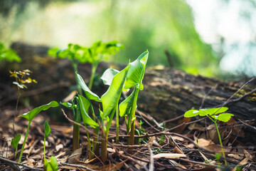 small green leaves sprouting from under the ground, which is covered with autumn leaves.