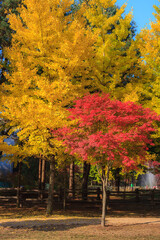 Background from bright autumn leaves of a maple