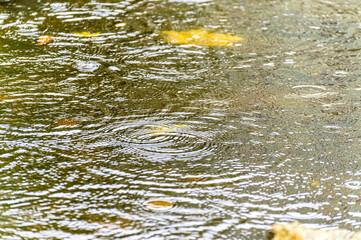 Pond surface during rain in autumn. Drops fall onto the surface of the water.