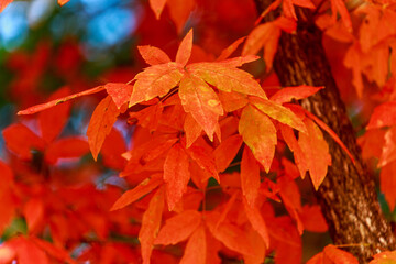 Background from bright autumn leaves of a maple