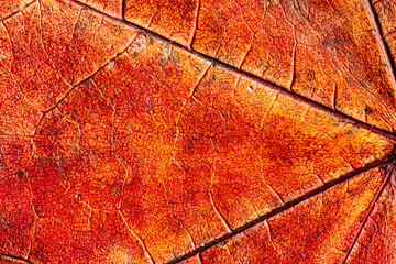 red colored dry maple leaf with a beautiful texture. Leaf surface close-up.