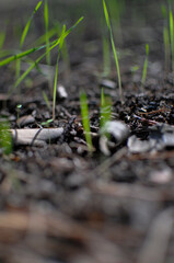 New plants growing on forest, Spain
