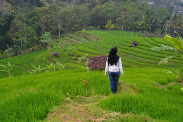 Fototapeta na wymiar person walking in the rice field