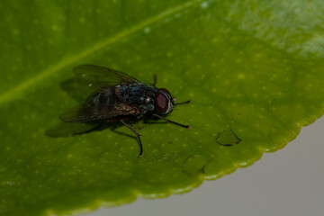 Fly on a lemon tree leaf