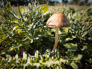Little mushroom in the field at the middle of the autumn.