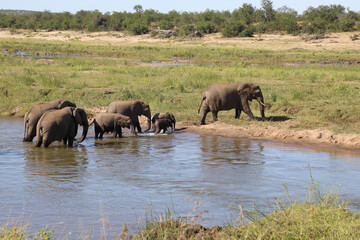Afrikanischer Elefant im Olifants River/ African elephant in Olifants River / Loxodonta africana
