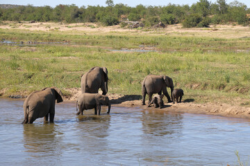 Obraz premium Afrikanischer Elefant im Olifants River/ African elephant in Olifants River / Loxodonta africana