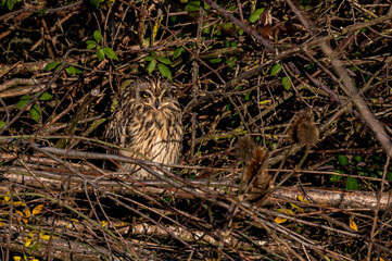 Short-eared owl, asio flammeus, roost in winter trees, Waltham Abbey, Essex, UK