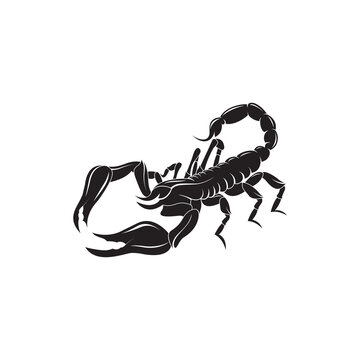 Detailed and original scorpion drawing. Vector