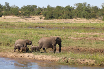 Fototapeta premium Afrikanischer Elefant im Olifants River/ African elephant in Olifants River / Loxodonta africana
