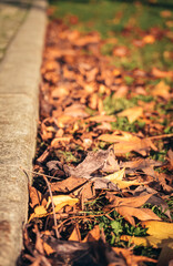 autumn leaves of hot flowers that fell from the trees. autumn background with fallen leaves