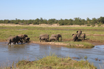 Naklejka na ściany i meble Afrikanischer Elefant im Olifants River/ African elephant in Olifants River / Loxodonta africana