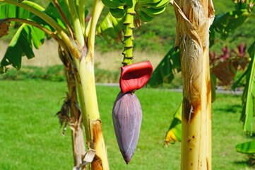 Red banana flower on a tropical banana plantain  tree © eqroy