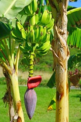 Red banana flower on a tropical banana plantain  tree © eqroy