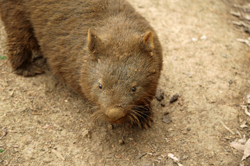 Wombat close up, Australia