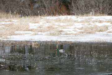 Mallard duck, male, drake. Water drop from bill.