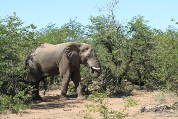 Afrikanischer Elefant / African elephant / Loxodonta africana