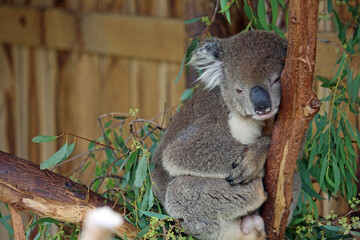 Koala - Phillip Island, Victoria, Australia
