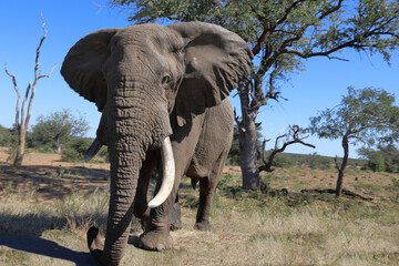 Fototapeta premium Afrikanischer Elefant / African elephant / Loxodonta africana
