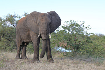 Afrikanischer Elefant / African elephant / Loxodonta africana