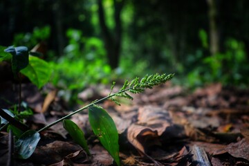mushrooms in the forest