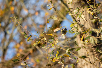 Blue Tit clinging to a tree stem on a sunny autumn day